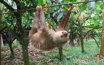 A two-toed sloth moves along a cable in a cacao plantation in northeastern Costa Rica